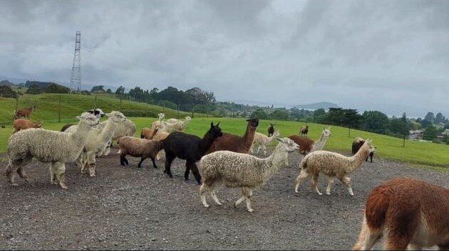 Alpaca farm, New Zealand